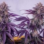 Super Buff Cherry: The Ultimate Guide to This Potent Hybrid Strain super buff cherry