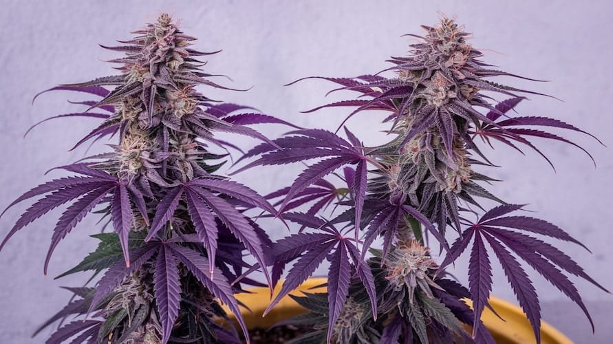 Super Buff Cherry: The Ultimate Guide to This Potent Hybrid Strain